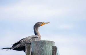 Everglades National Park Wildlife