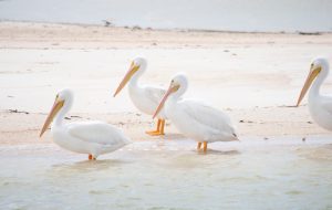 Everglades Wildlife