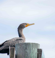 Gray bird with orange beak sitting on top dock pole