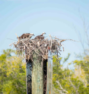 Birds nest with two birds on top of wood pole