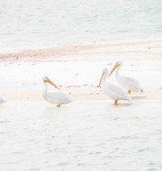 Three white pelicans standing on the sand by the water
