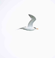 White and gray seagull flying in the air