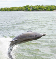 Dolphin jumping out of the water