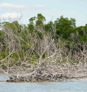Branches and trees growing out of the water