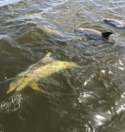 Four Dolphins swimming at the surface of the water