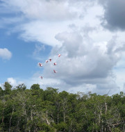 Seven Heron birds flying in the sky above the trees